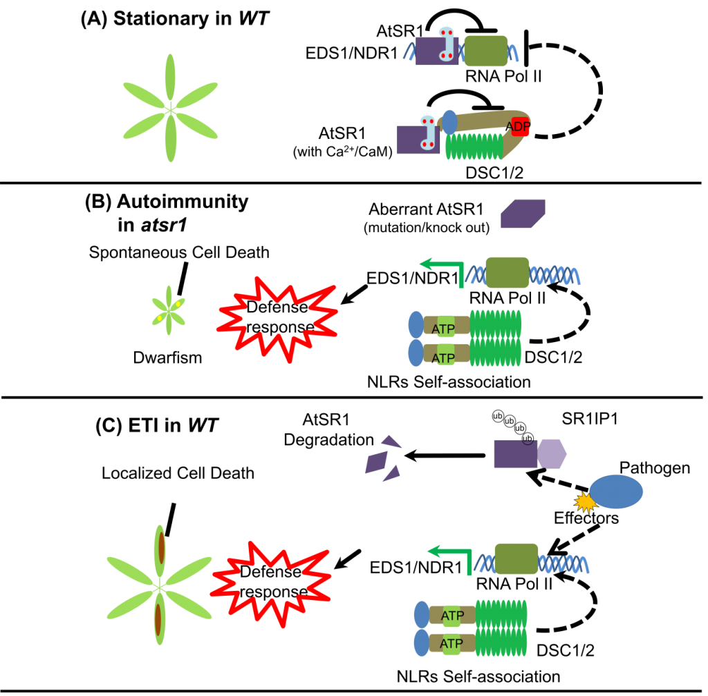 Illustration of calcium/calmodulin in plant defense/immunity with an emphasis on AtSR1/CAMTA3