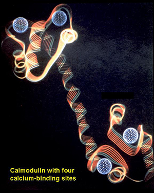Illustration of calmodulin with four calcium-binding sites