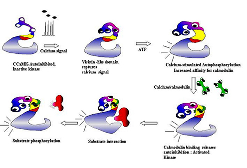 Illustration of how calcium and calmodulin are involved in regulation of Calcium/calmodulin-dependent protein kinase (CCaMK)