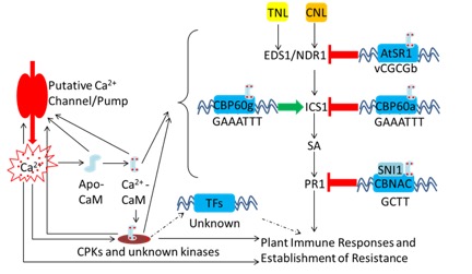 Illustration of perception and feed-in steps of Ca2+ signals in the regulatory network of plant immunity
